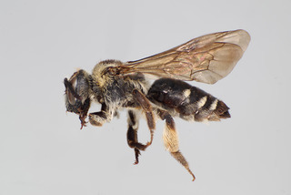 Andrena quintiliformis FEM CFP