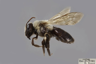 Andrena regularis FEM comp