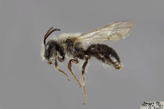 Andrena regularis MALE comp