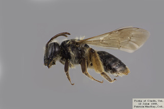 Andrena rufosignata FEM CFP comp