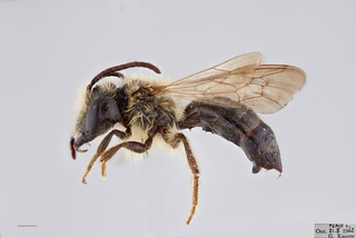Andrena rufosignata MALE mm x ZS PMax