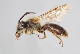 Andrena saccata MALE CFP