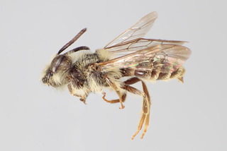 Andrena scutellinitens MALE CFP