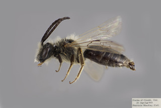 Andrena sigmundi MALE CFP comp