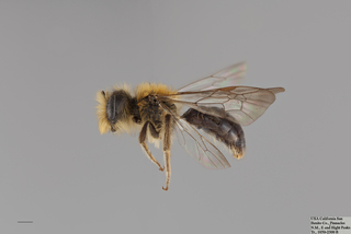 Andrena sola MALE mm .x f