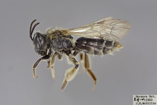 Andrena spiraeana FEM CFP comp