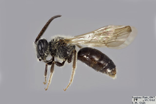 Andrena spiraeana MALE CFP comp