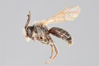 Andrena trizonata MALE CFP