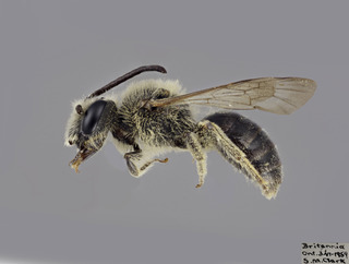 Andrena virginiana MALE CFP comp
