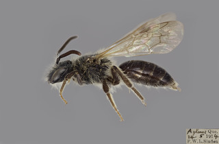 Andrena wheeleri MALE CFP comp