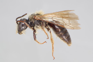 Andrena wilmattae MALE CFP