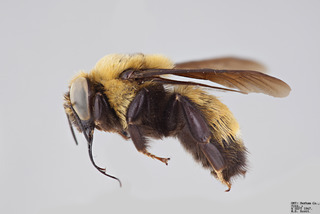 Bombus nevadensis MALE mm - ZS PMax