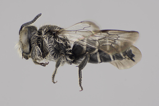 Coelioxys moesta male lat comp ps