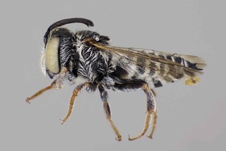 Coelioxys octodentata male lat comp ps