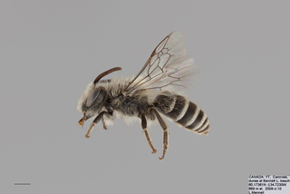 Colletes nigrifrons MALE mm .x f