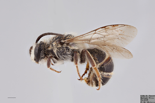 Colletes robertsonii MALE mm .x ZS PMax