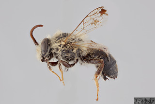 Colletes solidaginis MALE ZS PMax