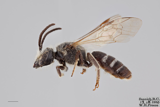 Lasioglossum anhypops MALE mm x ZS PMax