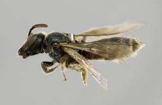 Lasioglossum pavoninum female lateral comp ps