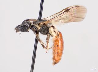 Lasioglossum ovaliceps Female