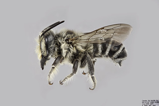 Megachile addenda MALE comp