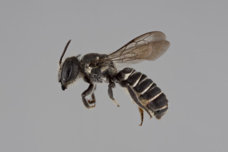 Megachile angelarum FEM mm