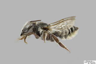 Megachile brevis FEM f