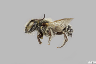 Megachile brevis MALE f
