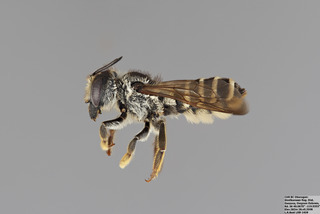 Megachile fidelis FEM mm - f