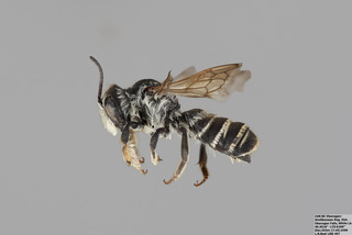 Megachile fidelis MALE mm - f