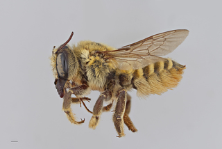 Megachile fortis FEM mm x ZS PMax
