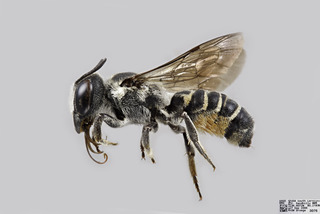 Megachile georgica FEM f