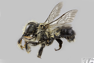 Megachile melanophaea MALE comp