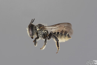 Megachile montivaga FEM mm - f