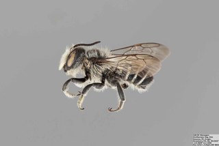Megachile montivaga MALE Small