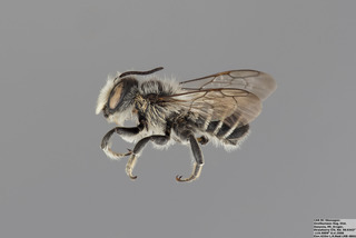 Megachile montivaga MALE mm - f