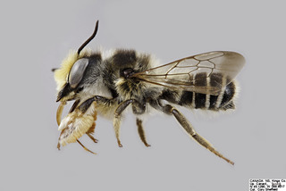 Megachile pugnata MALE comp