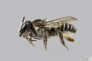 Megachile texana FEM comp
