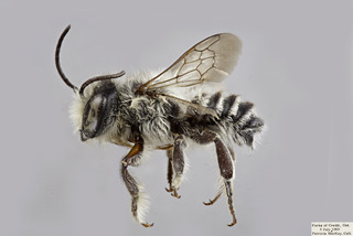 Megachile texana MALE comp
