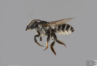 Megachile wheeleri FEM mm - f