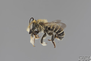 Megachile wheeleri MALE mm - f