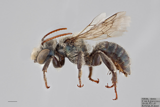 Osmia physariae MALE mm .x ZS PMax