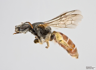 Xeralictus bicuspidariae Female
