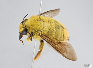 Xylocopa caffra Male