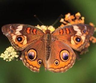 Lepidoptera -- Butterflies