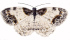 Click for Mothing