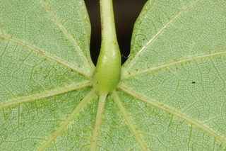 Cercis canadensis, Eastern Redbud, leaf base under