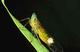A leafhopper