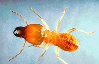 A soldier caste termite
