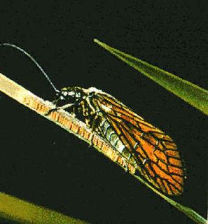 An alderfly resting on sedge